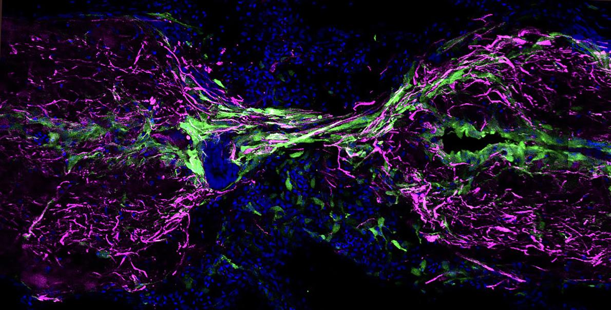 A graphic of colors in purple, blue and green